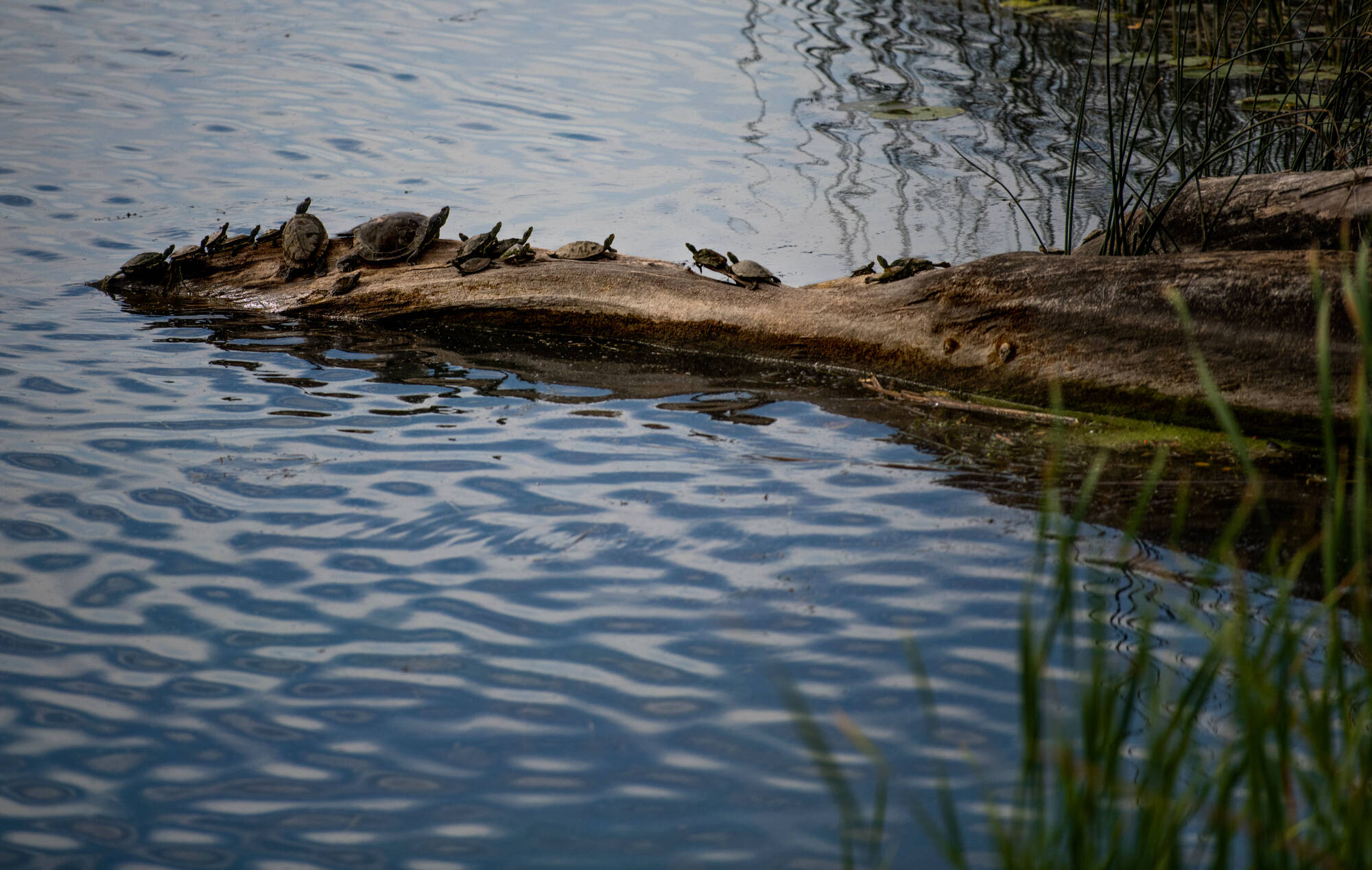 group of turtles sitting on strip of land jutting out into the water